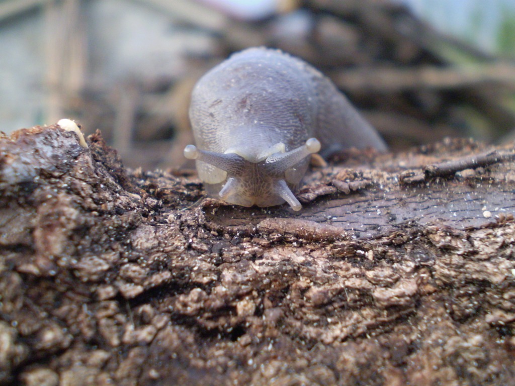 Limax aldrovandi Moquin-Tandon 1855 (Levanto SP)